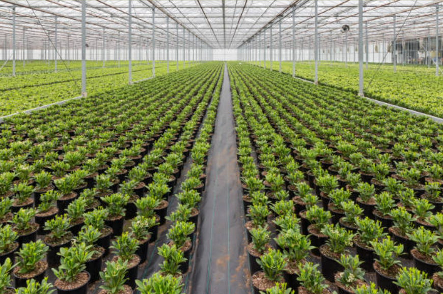 Wide Plant Collection